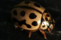 Tytthaspis sedecimpunctata