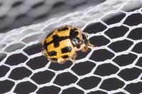 Propylea quatuordecimpunctata