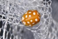 Halyzia sedecimguttata