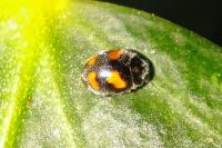 Nephus quadrimaculatus