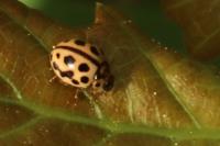 Tytthaspis sedecimpunctata