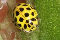 Psyllobora vigintiduopunctata