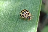 Tytthaspis sedecimpunctata