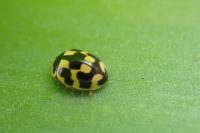 Propylea quatuordecimpunctata