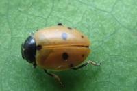 Hippodamia variegata