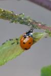 Coccinella septempunctata