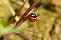 Coccinella septempunctata