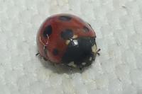 Coccinella septempunctata