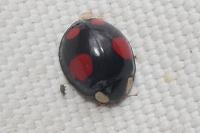 Harmonia axyridis
