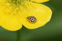 Tytthaspis sedecimpunctata