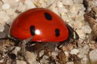 Coccinella septempunctata