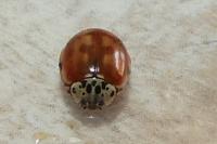 Harmonia quadripunctata