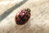 Oenopia conglobata