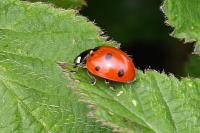 Coccinella septempunctata