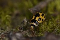 Propylea quatuordecimpunctata