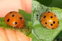 Henosepilachna argus