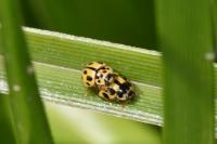 Propylea quatuordecimpunctata
