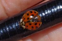 Harmonia axyridis