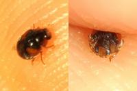 Scymnus interruptus