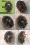 Scymnus interruptus