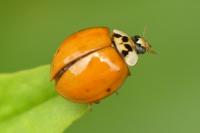 Harmonia axyridis