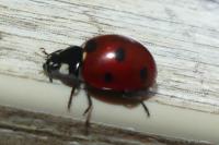 Coccinella septempunctata