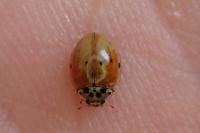 Adalia decempunctata