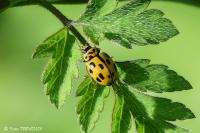 Propylea quatuordecimpunctata