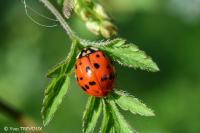 Harmonia axyridis