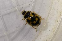 Propylea quatuordecimpunctata