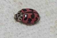 Oenopia conglobata