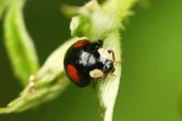 Harmonia axyridis