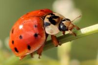 Harmonia axyridis