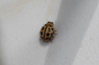 Tytthaspis sedecimpunctata