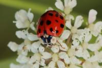 Harmonia axyridis