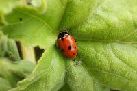 Hippodamia variegata