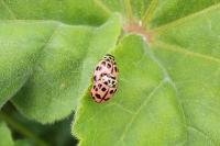 Oenopia conglobata