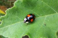 Harmonia axyridis