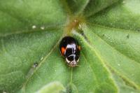 Adalia decempunctata