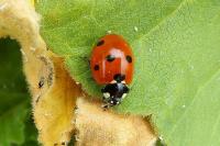 Coccinella septempunctata