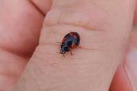 Adalia bipunctata