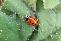 Hippodamia tredecimpunctata