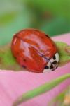Harmonia axyridis