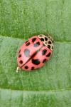 Oenopia conglobata