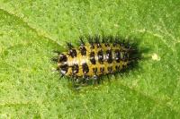 Henosepilachna argus