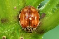 Harmonia quadripunctata