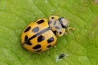 Propylea quatuordecimpunctata