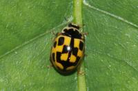 Propylea quatuordecimpunctata