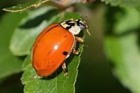 Harmonia axyridis