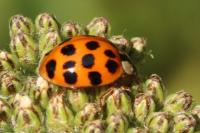 Harmonia axyridis